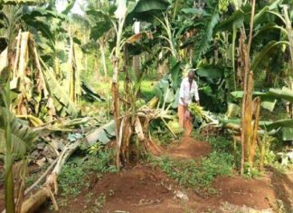 കാലവർഷക്കെടുതി; മടിക്കൈയിൽ 11 ലക്ഷത്തിന്റെ കൃഷിനാശം