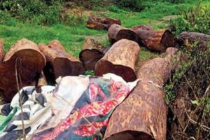 rosewood timber smuggling