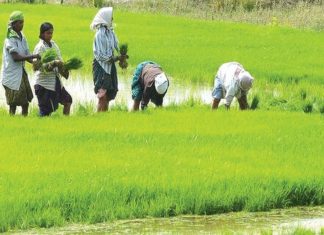 കാർഷിക മേഖലയിൽ ആധുനിക സംവിധാനങ്ങൾ ഒരുക്കും; ബജറ്റിൽ പ്രത്യേക പരിഗണന budget