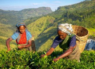 കോവിഡ് രൂക്ഷം; ഗൂഡല്ലൂരിൽ തേയില ഫാക്ടറികൾ അടപ്പിച്ചു