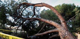 tree fall