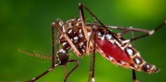 പനി ബാധിച്ച് ഏഴാം ക്ളാസ് വിദ്യാർഥി മരിച്ചു; ഡെങ്കിയെന്ന് സംശയം