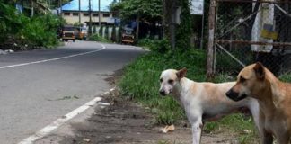 stray dogs killed in thrikkakkara