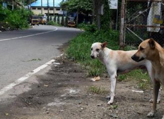 stray dogs killed in thrikkakkara