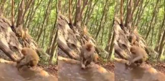 ‘മാതൃത്വം കഠിനമാണ്’; കുഞ്ഞിനെ കുളിപ്പിക്കാൻ പാടുപെടുന്ന അമ്മക്കുരങ്ങ് വൈറലാകുന്നു