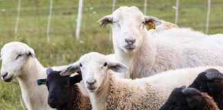 ഇവിടെ പഴയ ശവക്കല്ലറകൾ കണ്ടെത്തുന്നത് ചെമ്മരിയാടുകളാണ്! Kauthuka Vartha