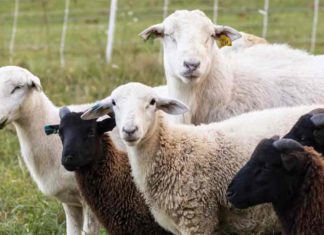 ഇവിടെ പഴയ ശവക്കല്ലറകൾ കണ്ടെത്തുന്നത് ചെമ്മരിയാടുകളാണ്! Kauthuka Vartha