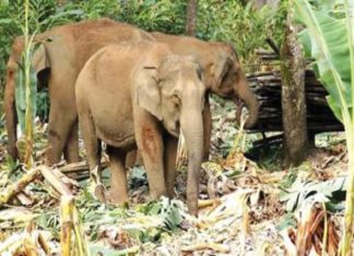 വനാതിർത്തികളിൽ കാട്ടാനശല്യം തുടരുന്നു; വിളകൾക്ക് പുറമെ കൃഷിയിടങ്ങളും നശിപ്പിച്ചു wayanad news