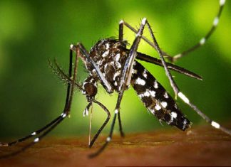 സംസ്ഥാനത്ത് 5 പേർക്ക് കൂടി സിക Zika Virus-kerala