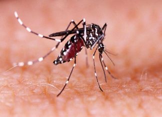Zika-Virus-kerala