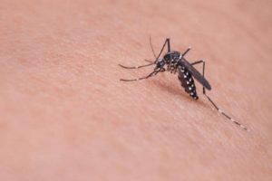 Zika In Kerala