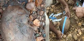 เดตเดเดเดฐ เดจเตเดฒเดฟเดฏเตเดเดคเตเดคเต เดเดเดตเดฟเตฝ เดคเดฒเดฏเตเดเตเดเดฟเดฏเตเด เด
เดธเตโเดฅเดฟเดเตเดเดตเตเด เดเดฃเตเดเตเดคเตเดคเดฟ A skull and skeleton were found at the Vadakara