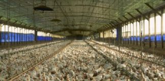 കൂരാച്ചുണ്ടിലെ ഫാമിൽ പക്ഷിപ്പനിയല്ല; പരിശോധനാഫലം നെഗറ്റീവ് Bird Flu Kozhikode