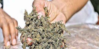 Ganja Seized In Thrissur