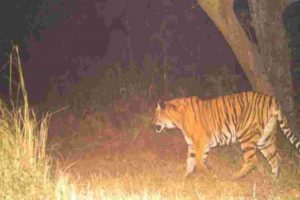 Tiger In wayanad