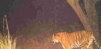 Tiger In wayanad