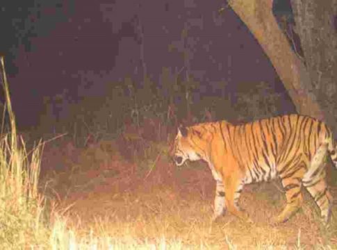 Tiger In wayanad