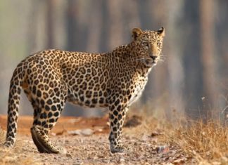 leopard-palakkad