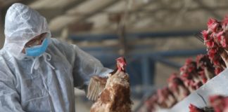 പക്ഷിപ്പനിയെന്ന് സംശയം; ജില്ലയിലെ പത്ത് പഞ്ചായത്തുകളിൽ ജാഗ്രതാ നിർദ്ദേശം kozhikode news