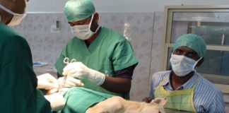 കണ്ണൂരിൽ തെരുവ് നായ്ക്കളെ പൂട്ടാൻ നേപ്പാൾ സംഘമെത്തി; വന്ധ്യംകരണം ഉടൻ ആരംഭിക്കും KANNUR NEWS