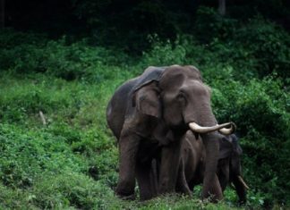 wild elephant-palakkad