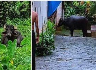 ബക്രീദിന് ബലി കൊടുക്കാനായി കൊണ്ടുവന്ന പോത്ത് വിരണ്ടോടി kozhikkod news