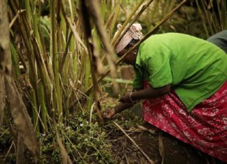 കാർഷിക മേഖലക്ക് പുത്തനുണർവ്; ഏലയ്ക്കാ കൃഷിയുമായി കുടുംബശ്രീ wayanad news