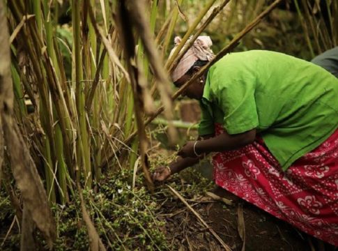ഏലത്തിന് വിലയേറുന്നു; പ്രതീക്ഷയോടെ വയനാട്ടിലെ കർഷകർ wayanad news