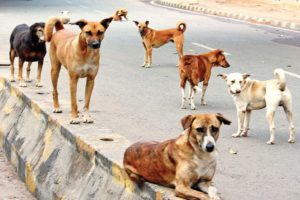 Street Dogs Issue Kannur