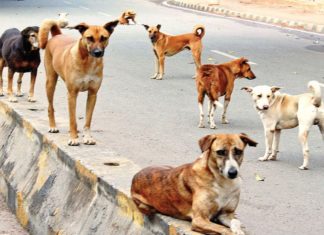 Street Dogs Issue Kannur
