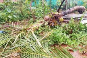 kappamkolli wayanad wild elephant threat