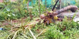 വയനാട് കാപ്പംകൊല്ലിയിൽ കാട്ടാനകൂട്ടം കൃഷി നശിപ്പിക്കുന്നത് പതിവാകുന്നു kappamkolli wayanad wild elephant threat