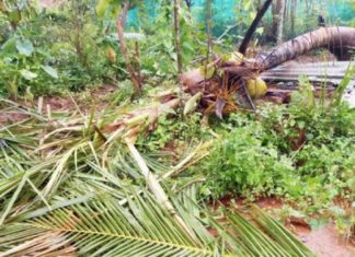 വയനാട് കാപ്പംകൊല്ലിയിൽ കാട്ടാനകൂട്ടം കൃഷി നശിപ്പിക്കുന്നത് പതിവാകുന്നു kappamkolli wayanad wild elephant threat