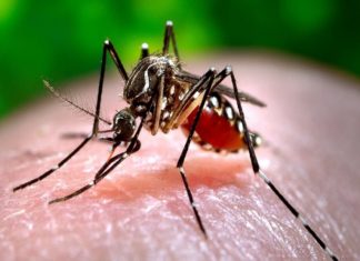 zika in kerala