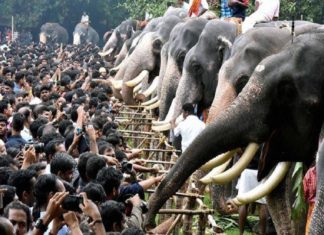 ആനയൂട്ട്; വടക്കുംനാഥ ക്ഷേത്രത്തിൽ ഇന്ന് നടക്കും elephant feeding