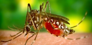 zika, dengue- prevention