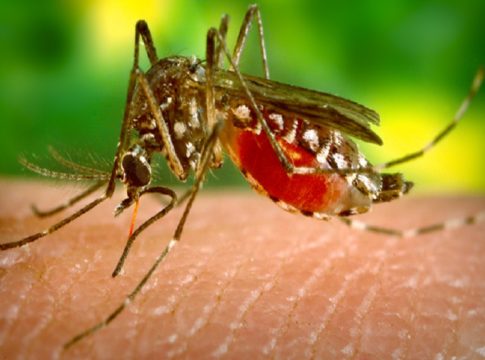 zika, dengue- prevention