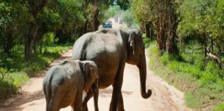 കാട്ടാന ആക്രമണം; സംസ്ഥാനത്ത് 5 വർഷത്തിനിടെ കൊല്ലപ്പെട്ടത് 105 പേർ wild eephent attack