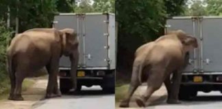 ഒരു ‘തുമ്പിക്കൈ’ സഹായം; റോഡിൽ നിന്നുപോയ വാഹനം തള്ളുന്ന കാട്ടാന വൈറലാകുന്നു Elephant helping a Truck to start