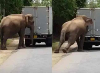 Elephant helping a Truck to start