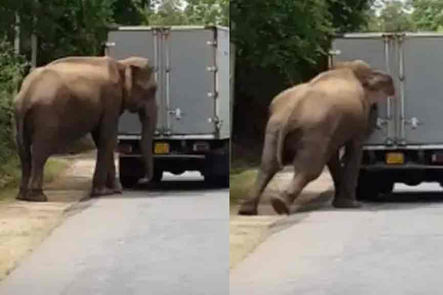 Spotlight Elephant helping a Truck to start