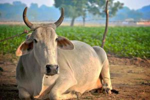 Cow-Protection-Bill in Assam