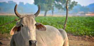 Cow-Protection-Bill in Assam