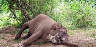 เด
เดเตเดเดชเตเดชเดพเดเดฟเดฏเดฟเตฝ เดเดฐเดฟเดเตเด เดเดจเดเตเดเต เดเดจเตเดคเตเดฐเดพเดเตโเดธเต เดธเตโเดฅเดฟเดฐเตเดเดฐเดฟเดเตเดเต anthrax-in-Coimbatore