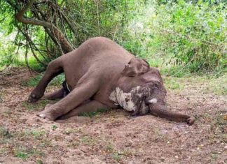 anthrax-in-Coimbatore