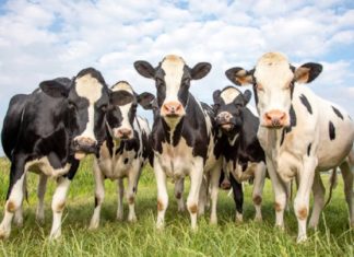 കരിമ്പുഴയിൽ കുളമ്പുരോഗ വ്യാപനം; കന്നുകാലി വിൽപനക്ക് നിരോധനം palakkad hoof disease