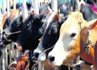 Hoof disease malappuram