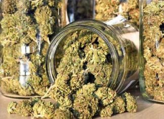 cannabis case palakkad