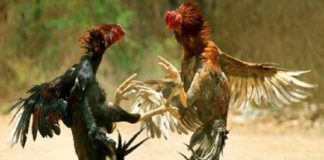 ബദിയടുക്കയിൽ കോഴിയങ്കം നടത്തിയ 12 പേർ അറസ്റ്റിൽ hen fight kasargod