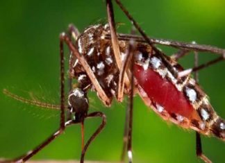 zika virus kerala, kozhikode